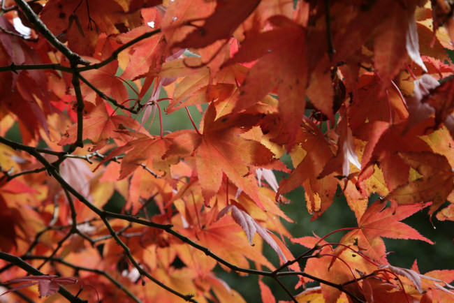 Обои картинки фото природа, листья, осень, окрас
