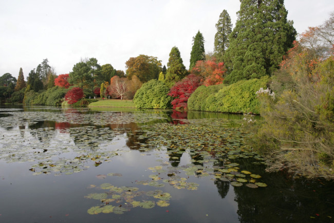 Обои картинки фото природа, реки, озера, деревья, пруд, осень