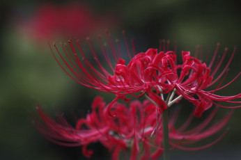 Картинка цветы макро takaten лепестки тычинки красные