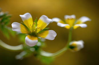 Картинка цветы стебель соцветие природа лепестки