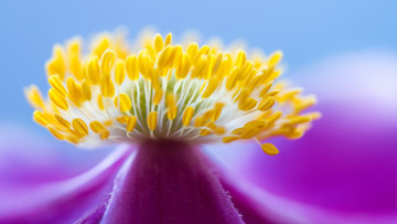 Картинка цветы тычинки природа лепестки цветок