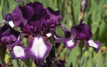 Картинка цветы ирисы лепестки