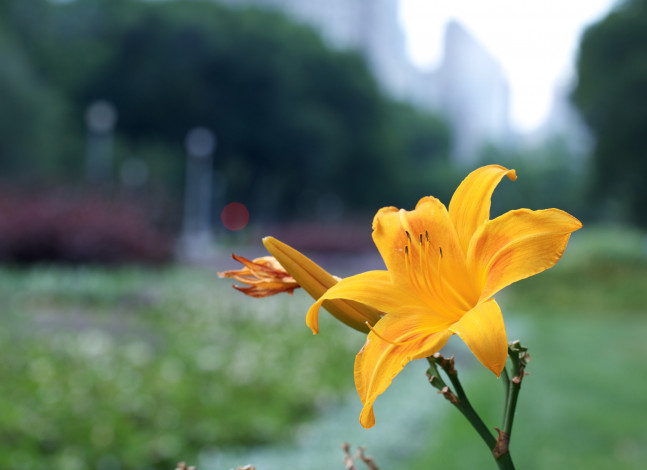 Обои картинки фото цветы, лилии,  лилейники, жёлтые, фон, макро, лилейники