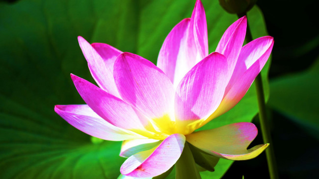 Обои картинки фото цветы, лотосы, фон, лепестки