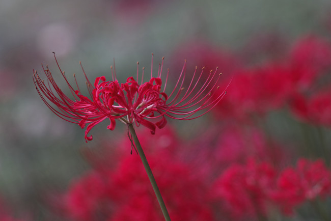 Обои картинки фото цветы, макро, takaten, лепестки, тычинки, красные