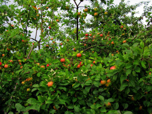 Картинка природа плоды яблоки