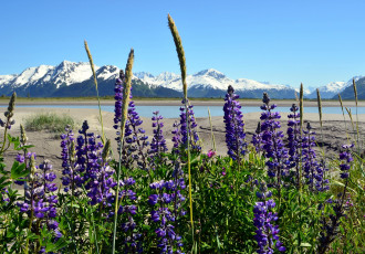 Картинка природа пейзажи люпин луг озеро горы