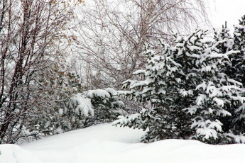 Картинка природа зима снег