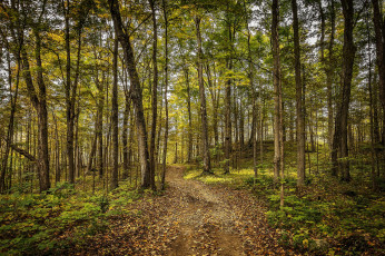 Картинка природа дороги тракт