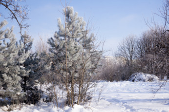 Картинка природа зима снег