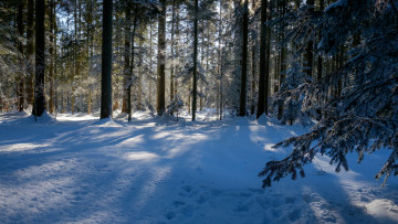 Картинка природа зима снег