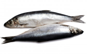 Картинка еда рыбные+блюда +с+морепродуктами сельдь