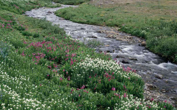 Картинка природа реки озера поток камни