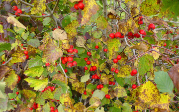 Картинка природа Ягоды бояришник