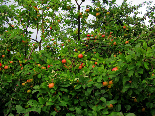 Обои картинки фото природа, плоды, яблоки