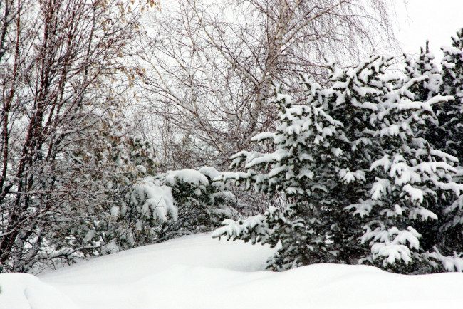 Обои картинки фото природа, зима, снег