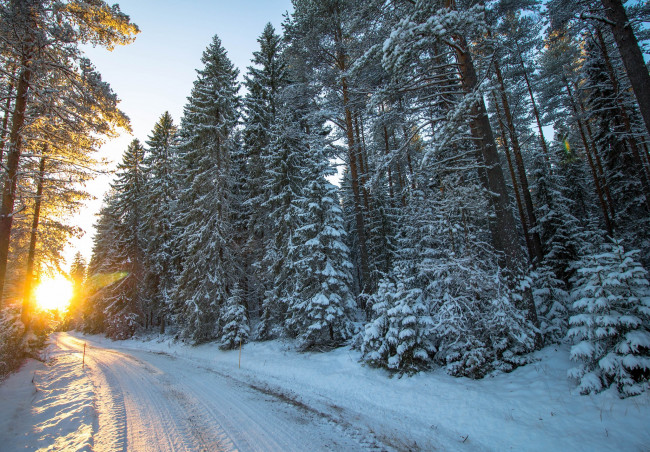 Обои картинки фото природа, зима, снег