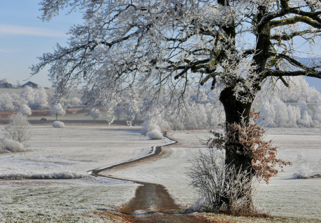 Обои картинки фото природа, зима, снег