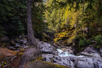 Картинка природа лес простор