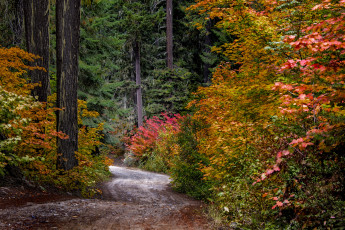 Картинка природа лес простор