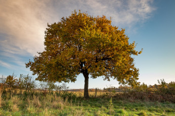 Картинка природа деревья простор