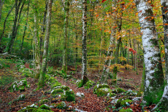 Картинка природа лес простор