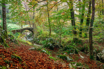 Картинка природа лес простор