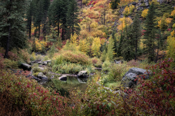 Картинка природа лес простор