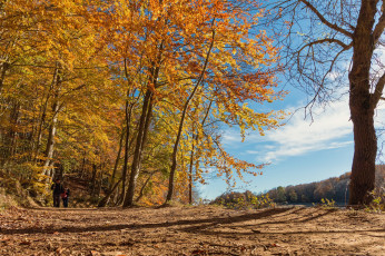 Картинка природа лес простор