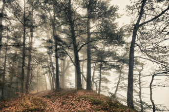 Картинка природа лес простор