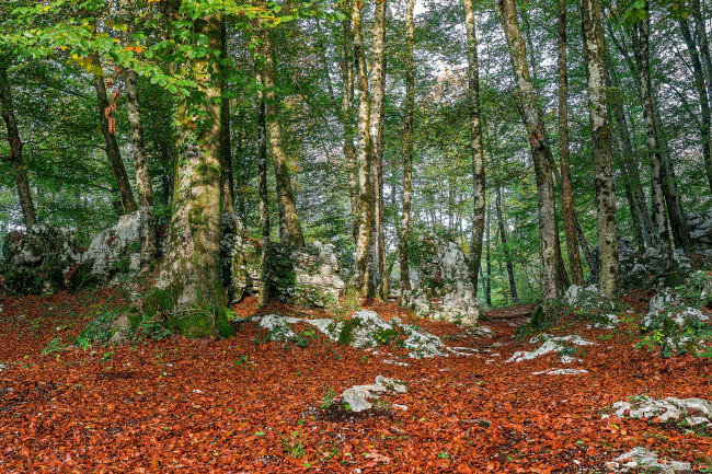 Обои картинки фото природа, лес, простор