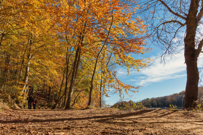 Обои картинки фото природа, лес, простор