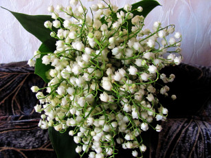 Картинка цветы ландыши белый