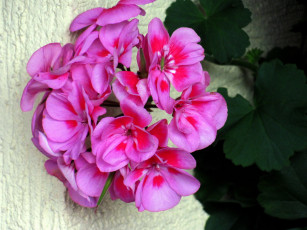 Картинка цветы петунии +калибрахоа макро