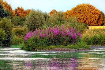 Картинка природа реки озера река деревья осень