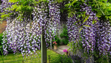 Картинка цветы глициния вистерия
