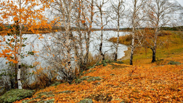 Картинка природа реки озера река деревья осень