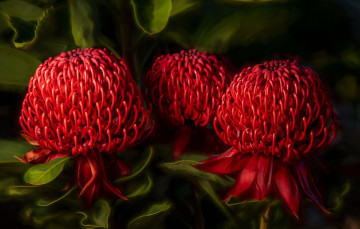 Картинка телопея+прекрасная цветы телопея прекрасная