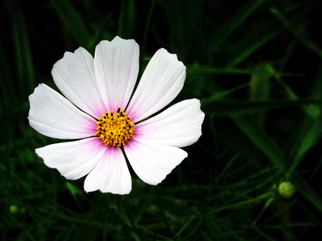 Обои картинки фото цветы, космея, макро