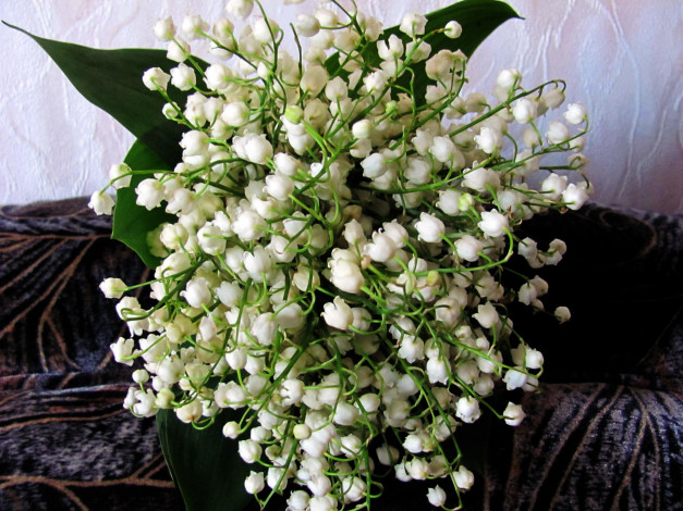 Обои картинки фото цветы, ландыши, белый