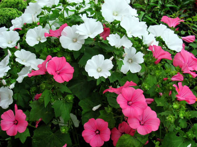 Обои картинки фото цветы, лаватера, куст