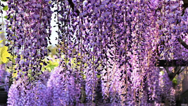 Обои картинки фото цветы, глициния, вистери