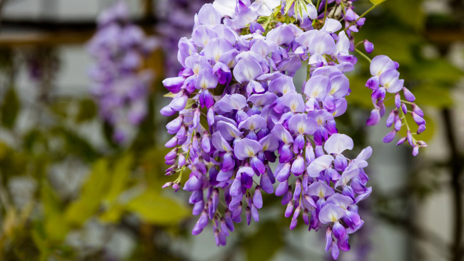 Обои картинки фото цветы, глициния, вистери