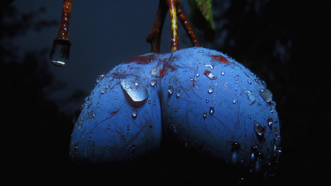 Обои картинки фото природа, плоды, капли, воды, слива