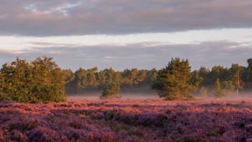 Картинка природа луга вересковая пустошь