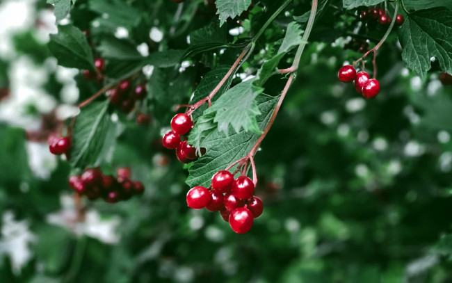 Обои картинки фото природа, ягоды,  калина, калина