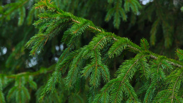Картинка природа деревья forest tree spruce twig