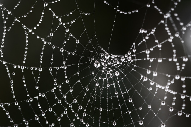 Обои картинки фото природа, макро, роса, капли, паутина