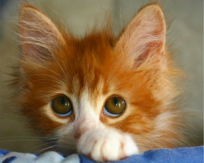 Картинка животные коты