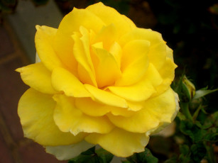 Картинка цветы розы